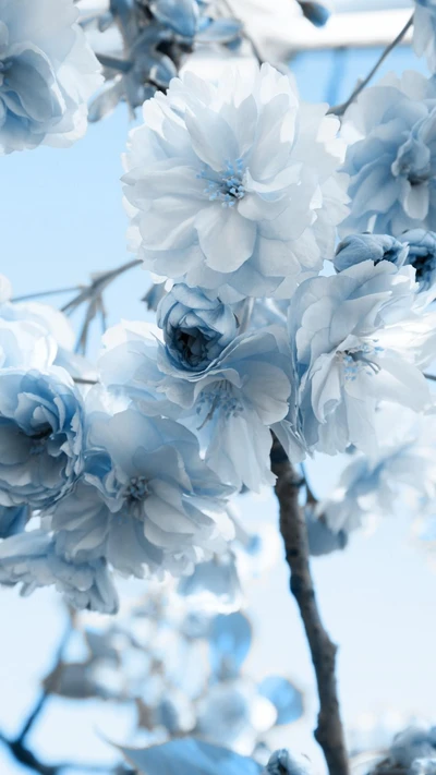 flor, azul, blanco, pétalo, planta