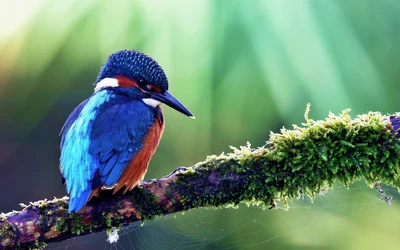 bird, beak, wildlife, coraciiformes, bluebird