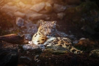 Leopardo das neves majestoso descansando em meio a um terreno rochoso