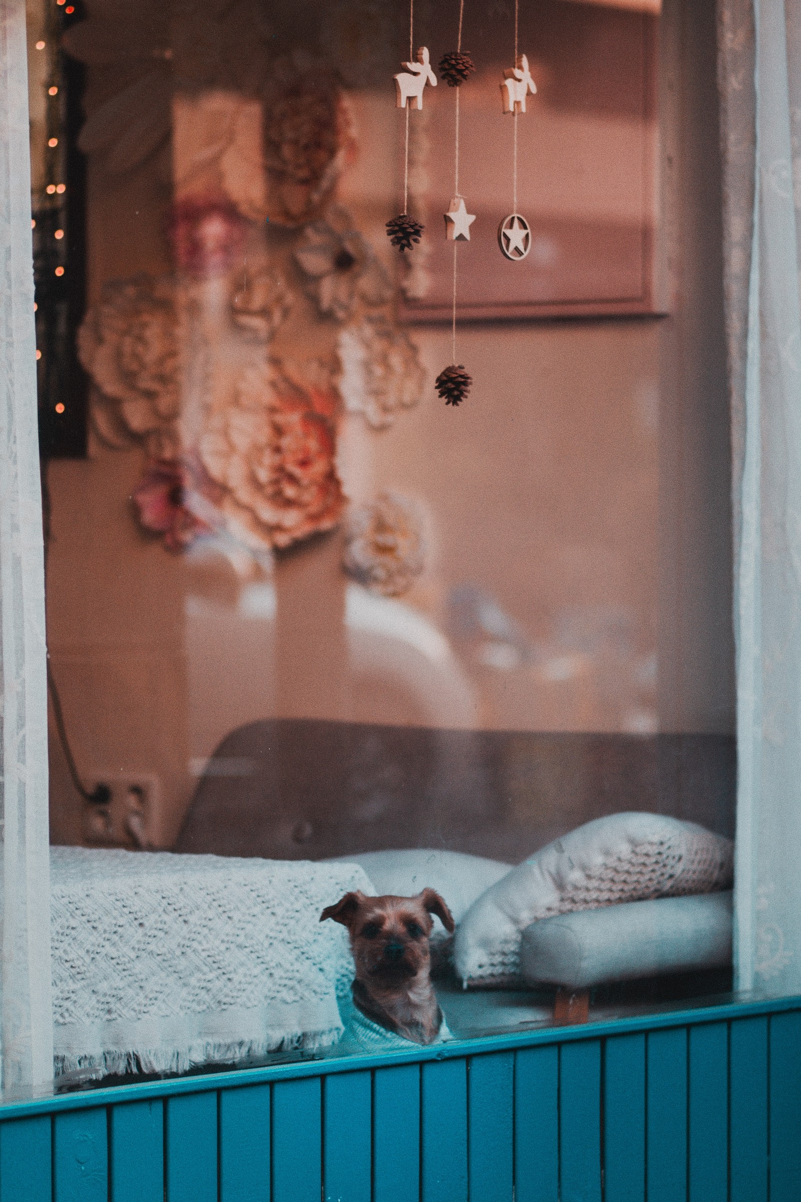 Há um cachorro que está sentado em uma cama na janela (cachorro, focinho, canidae, cervo, janela)