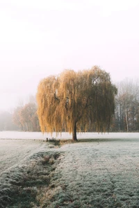 Árvore de salgueiro beijada pelo gelo em uma paisagem de inverno serena