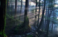 bosque, árbol, naturaleza, reserva natural, bosque viejo