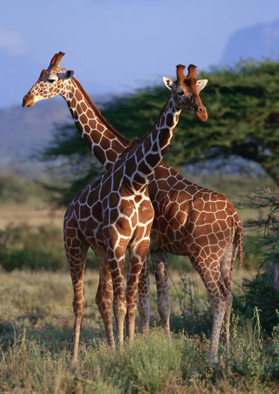 Zwei nördliche Giraffen elegant miteinander verflochten in ihrem natürlichen Lebensraum