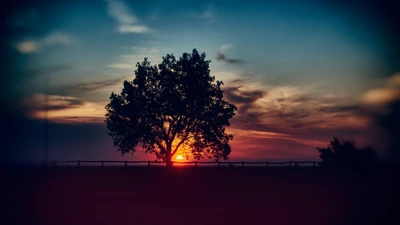 Einsames Baum-Silhouette gegen einen lebhaften Sonnenuntergang