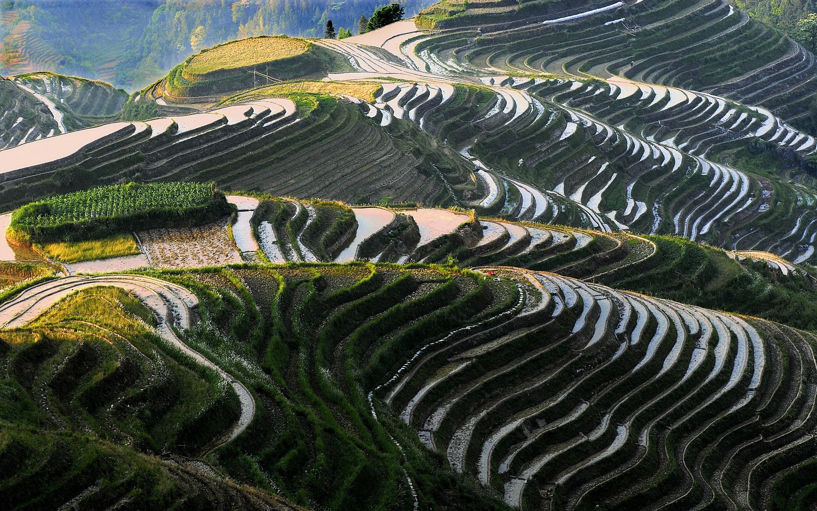 Um close das terras de arroz longji na china (terraço, paisagem, jogos eletrônicos, gramíneas, machu picchu)