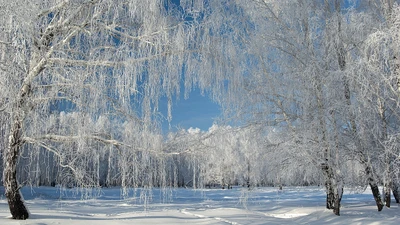 inverno, árvore, neve, congelamento, geada