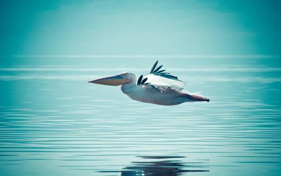 Elegante pelícano deslizándose sobre aguas tranquilas.