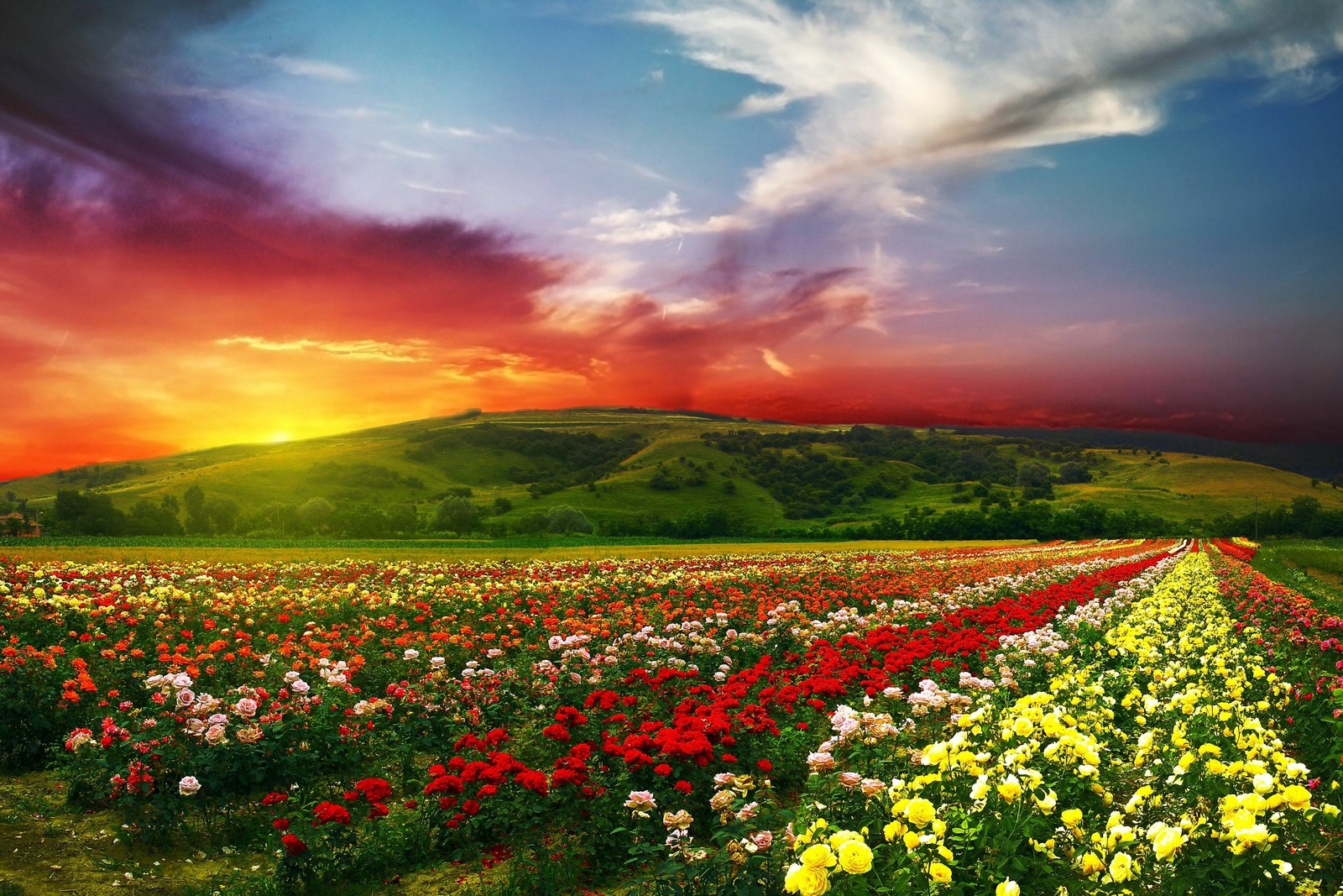 A field full of flowers with a sunset in the background (flower, nature, field, meadow, sky)