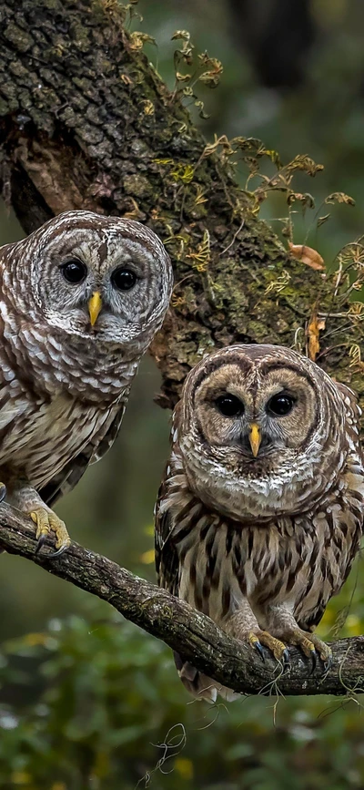 hibou strié, hibou grand duc, grand duc damérique, oiseau, plante