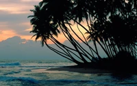 tree, tropics, palm tree, sea, ocean