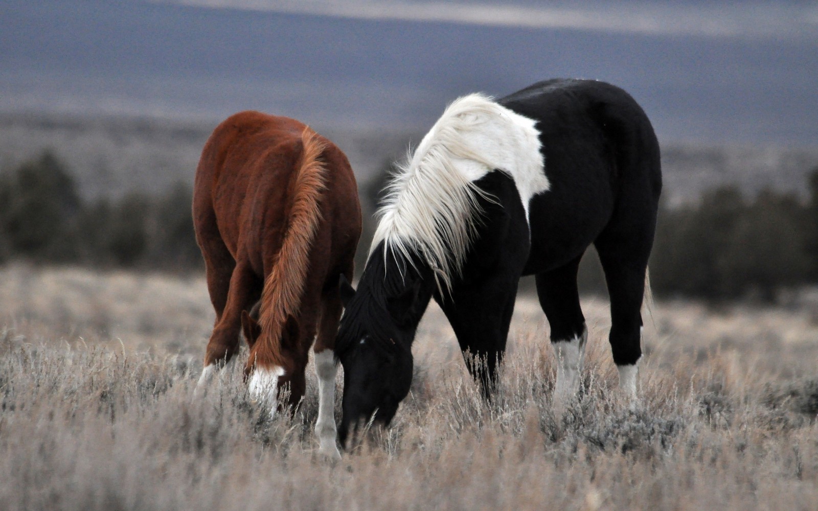 Caballos pastando en un campo con montañas al fondo (caballo frisón, potro, melena, caballo, pasteo)