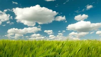 Weite Graslandschaft unter einem lebhaften blauen Himmel, gefüllt mit flauschigen weißen Wolken.