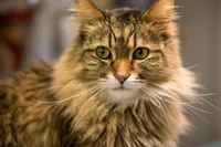 Close-up de um gato da floresta norueguês com olhos verdes marcantes e bigodes proeminentes, exibindo sua pelagem luxuosa e características expressivas.