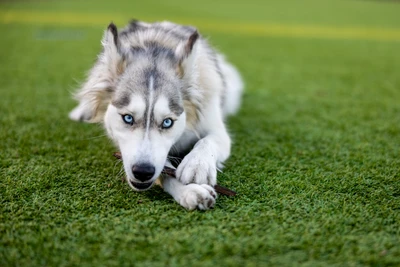 Cachorro de Husky Siberiano con llamativos ojos azules masticando un palo en un campo de hierba.