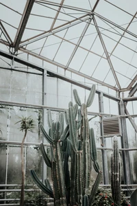 cactus, succulent plant, botany, plant, architecture