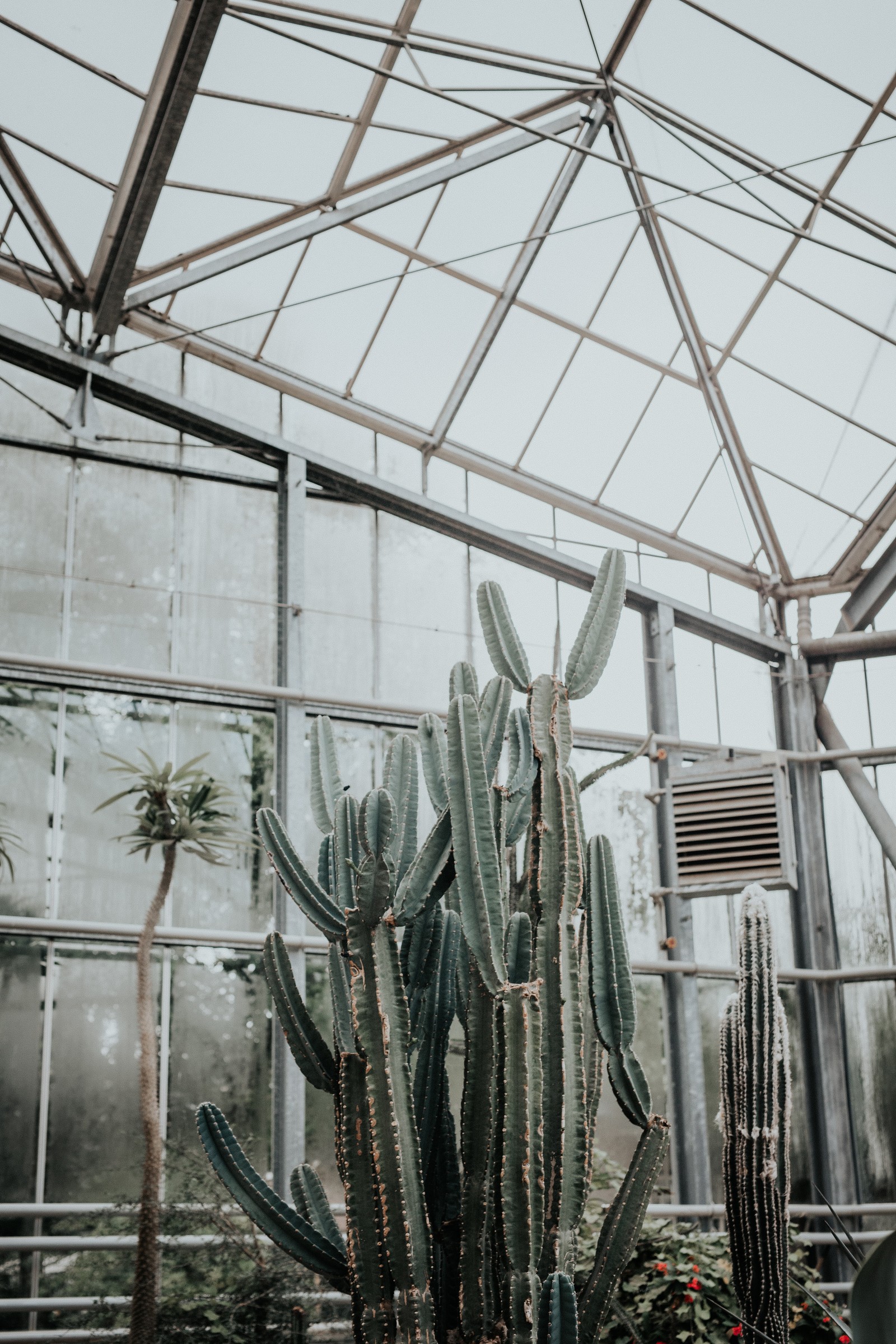 There is a cactus plant in a pot inside of a greenhouse (cactus, succulent plant, botany, plant, architecture)