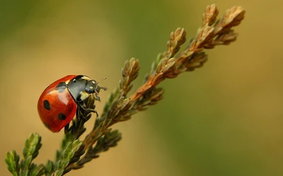 Close-up de uma joaninha em um caule verde