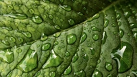 Close-Up of Dewy Green Leaf with Textured Surface