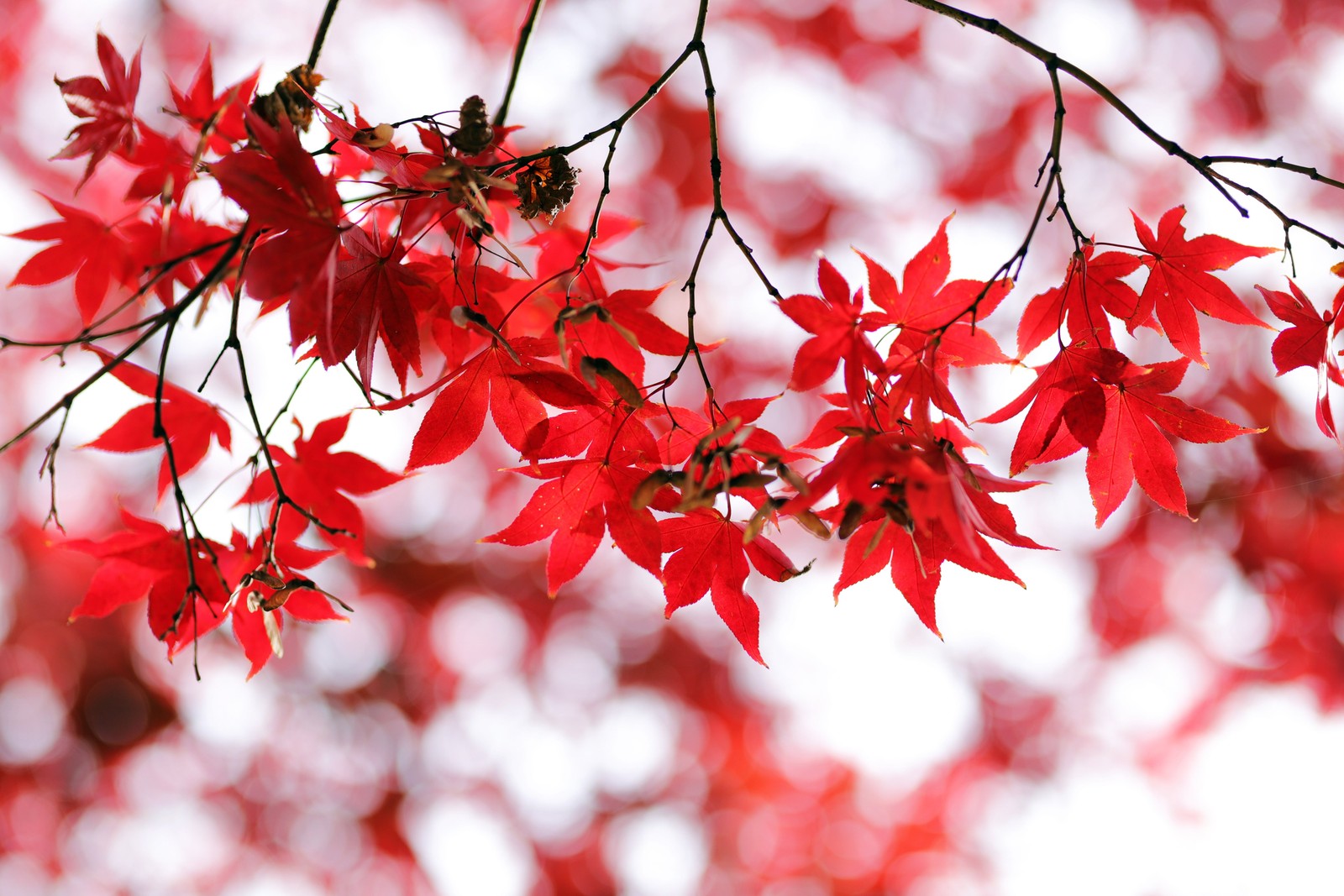 Araffe red leaves on a tree branch with a white sky in the background (red leaves, bokeh, closeup, autumn leaves, maple leaves)