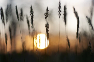 matin, coucher de soleil, nature, herbe, ensoleillement