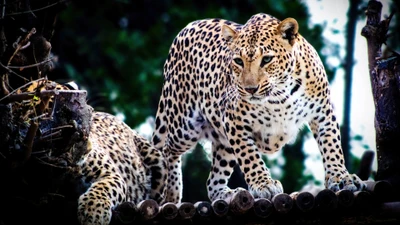 jaguar, animales, animal