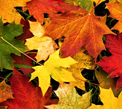 Feuilles d'automne vibrantes dans une tapisserie colorée de rouge, jaune et vert