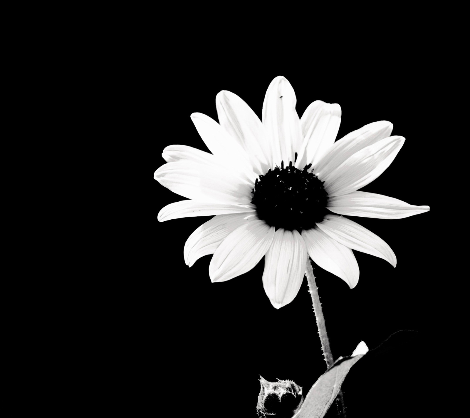 Una foto en blanco y negro de una flor con un fondo negro (negro, ross, blanco)