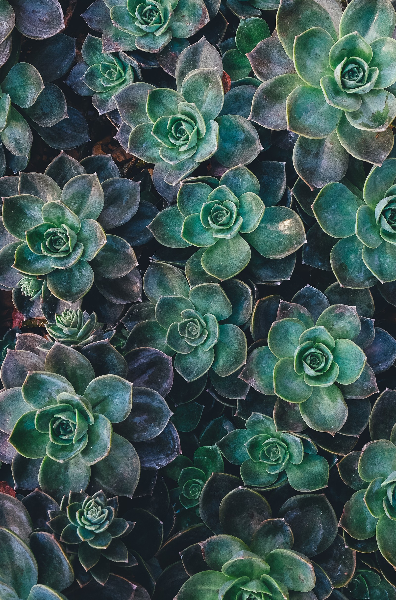 A close up of a group of green plants with leaves (color, abstract, newyear, newyou, zabstract)