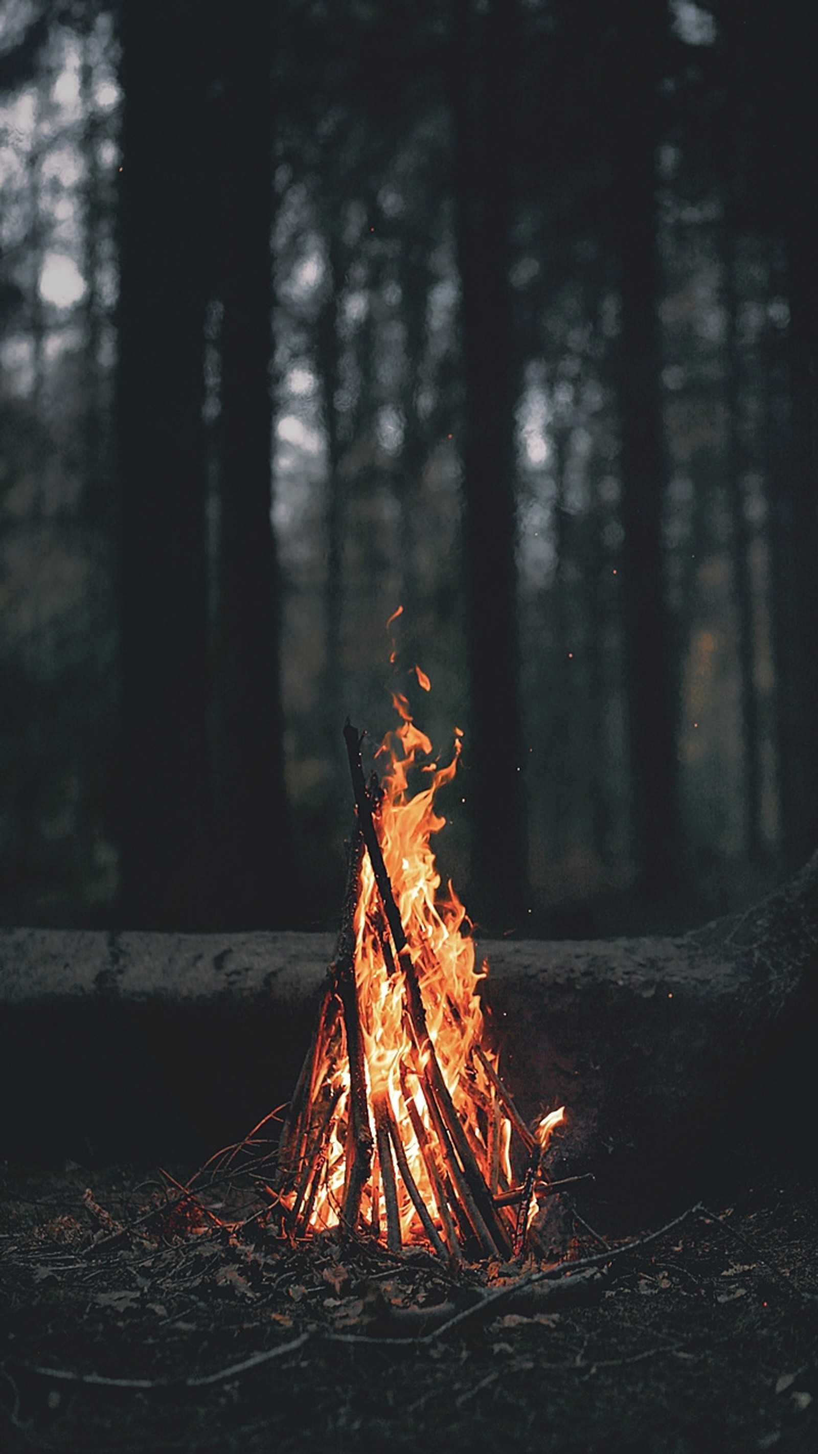 Hay un fuego ardiendo en medio del bosque (bosque, noche, papel de pared)