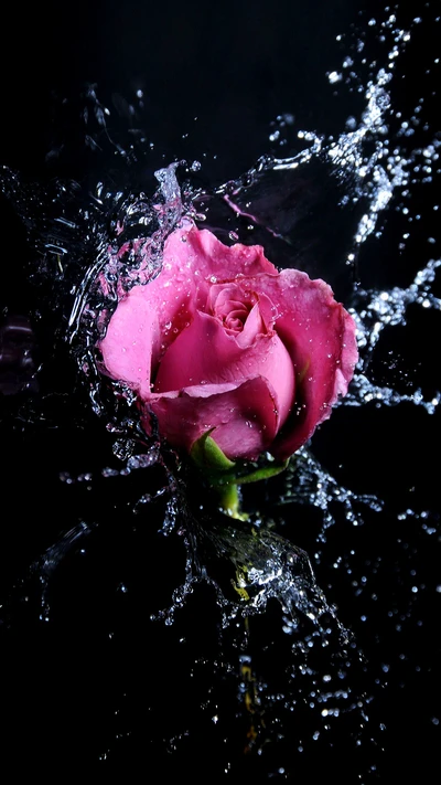 flower, love, pink, rose, water