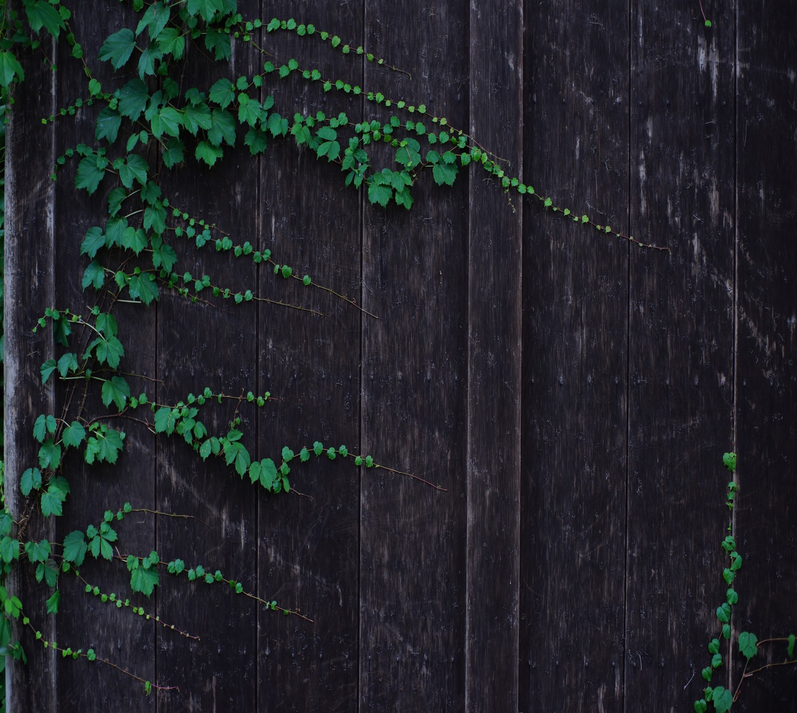 Une image floue d'une clôture en bois avec un tas de plantes vertes qui y poussent (abej, beograd, porte, amour)