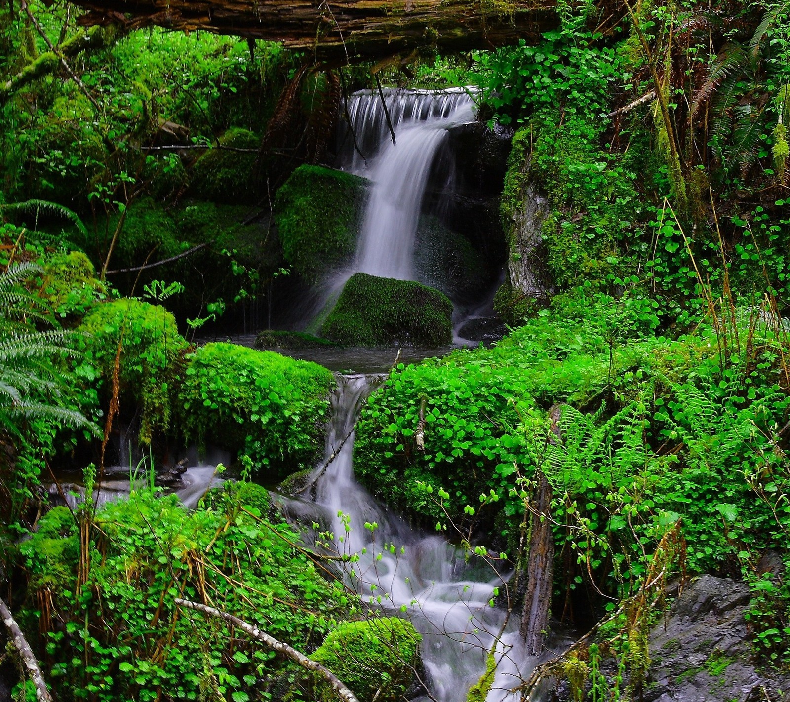 Hay una pequeña cascada en medio de un bosque (bosque, hojas, naturaleza, rio, vegetación)