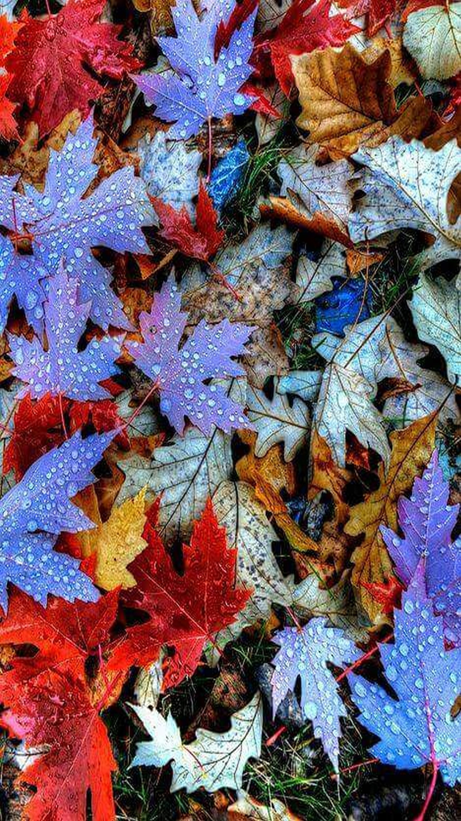 Un gros plan d'un tas de feuilles avec des gouttes d'eau dessus (bleu, marron, automne, vert, feuilles)