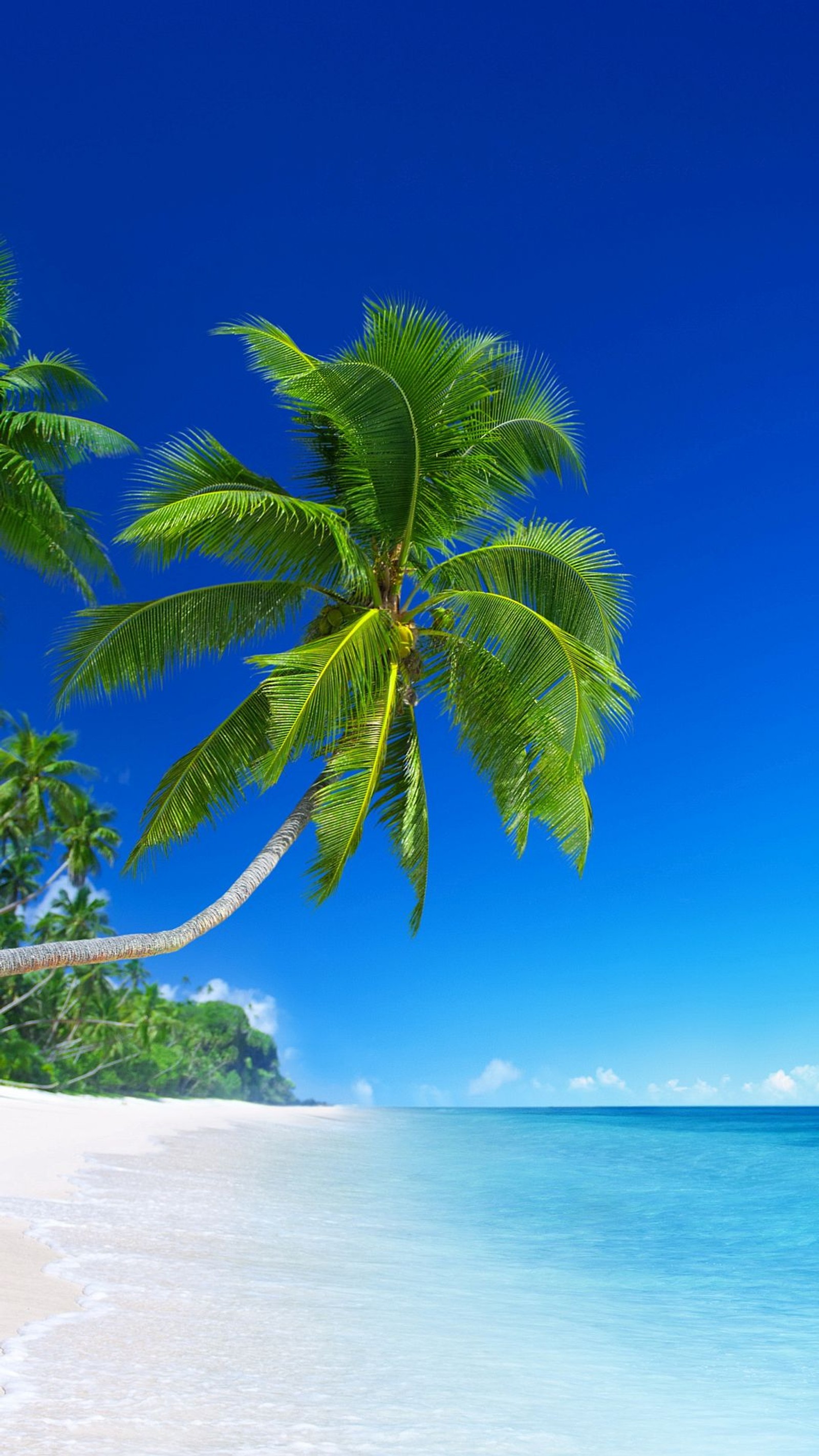 Uma palmeira na praia com um céu azul (paraíso, praia tropical)