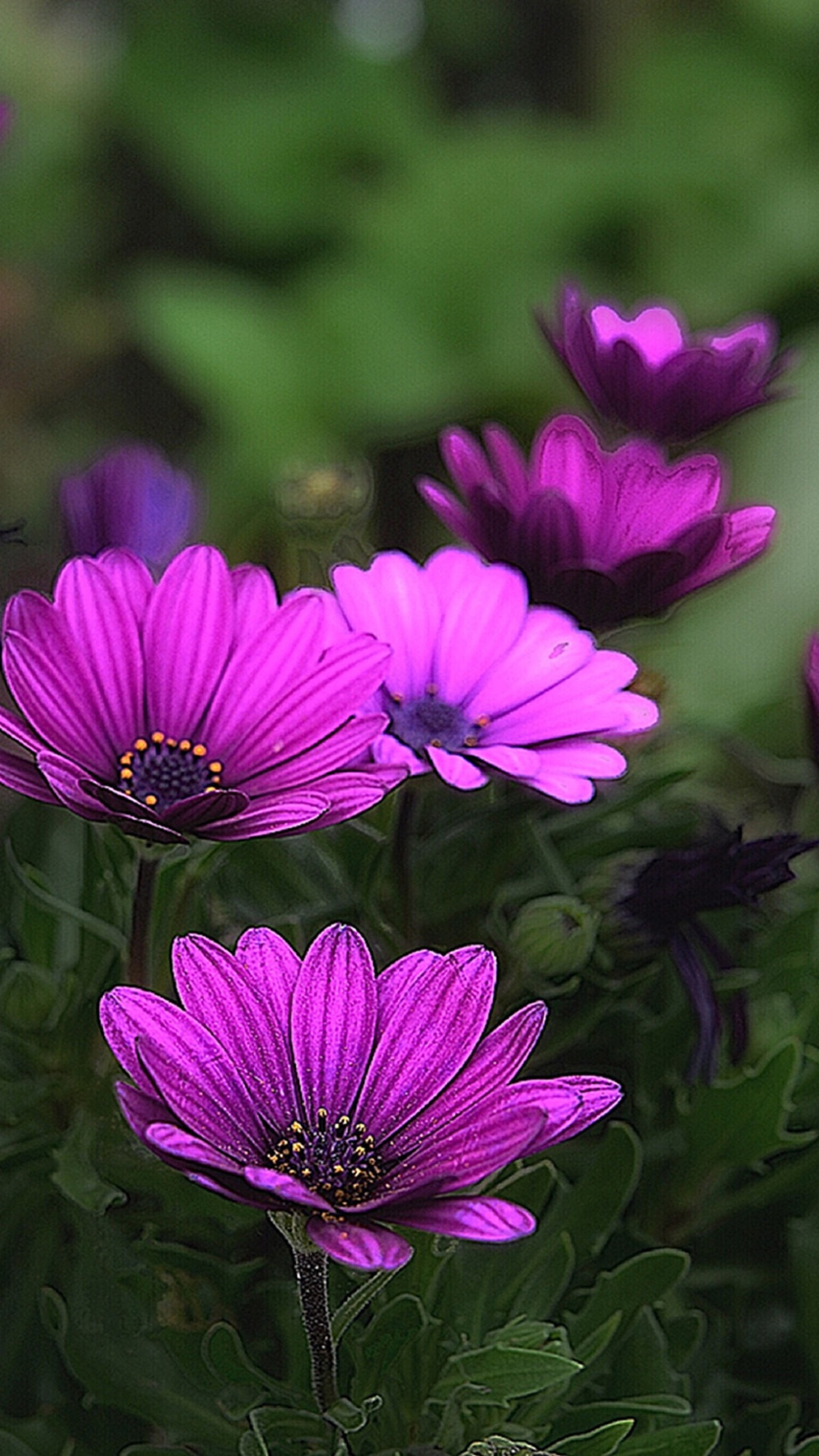 Lila blumen mit grünen blättern in einem garten mit dunklem hintergrund (blumen, lila)