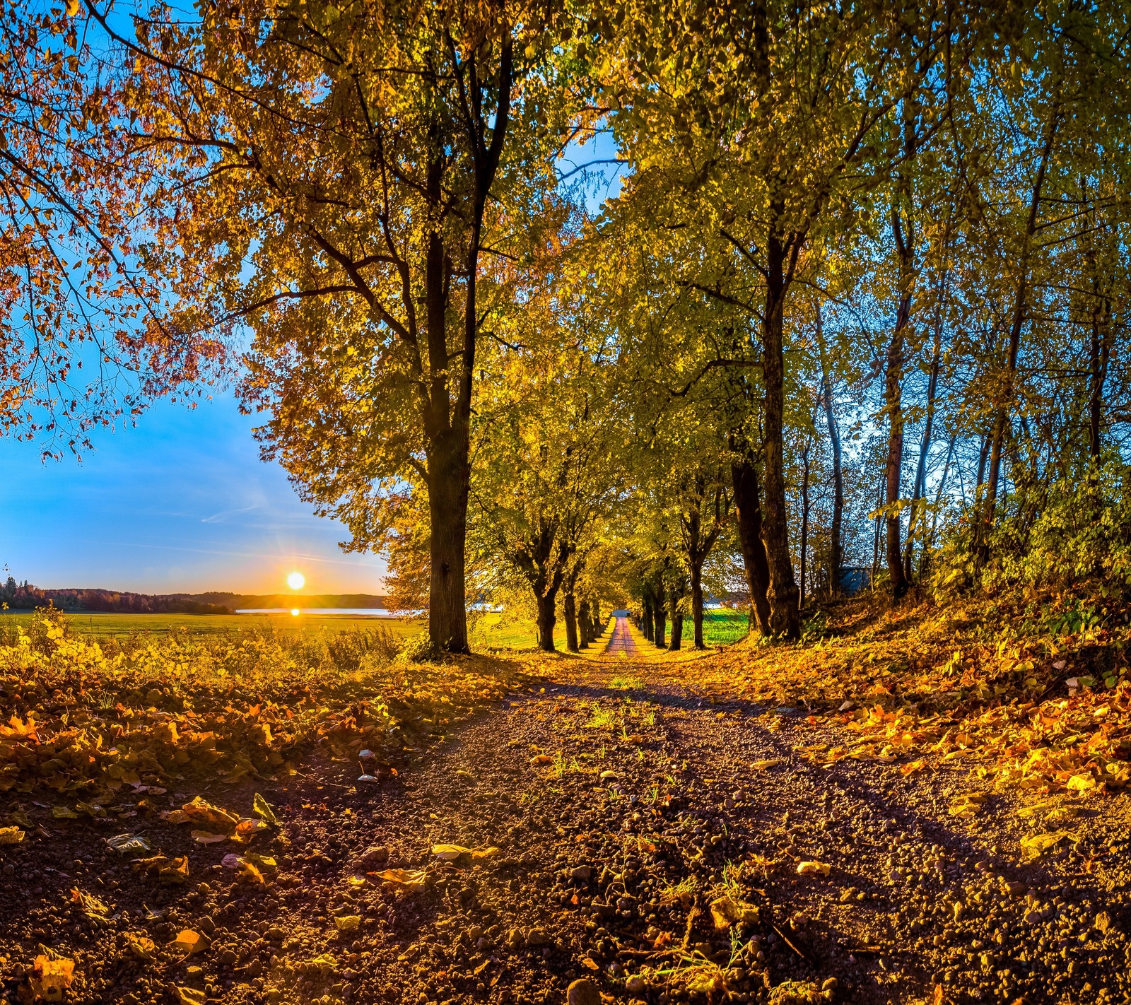 autumn, forest, landscape, nature, trees wallpaper