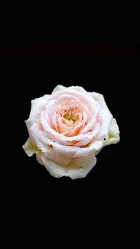 Delicate Pink Rose on Black Background