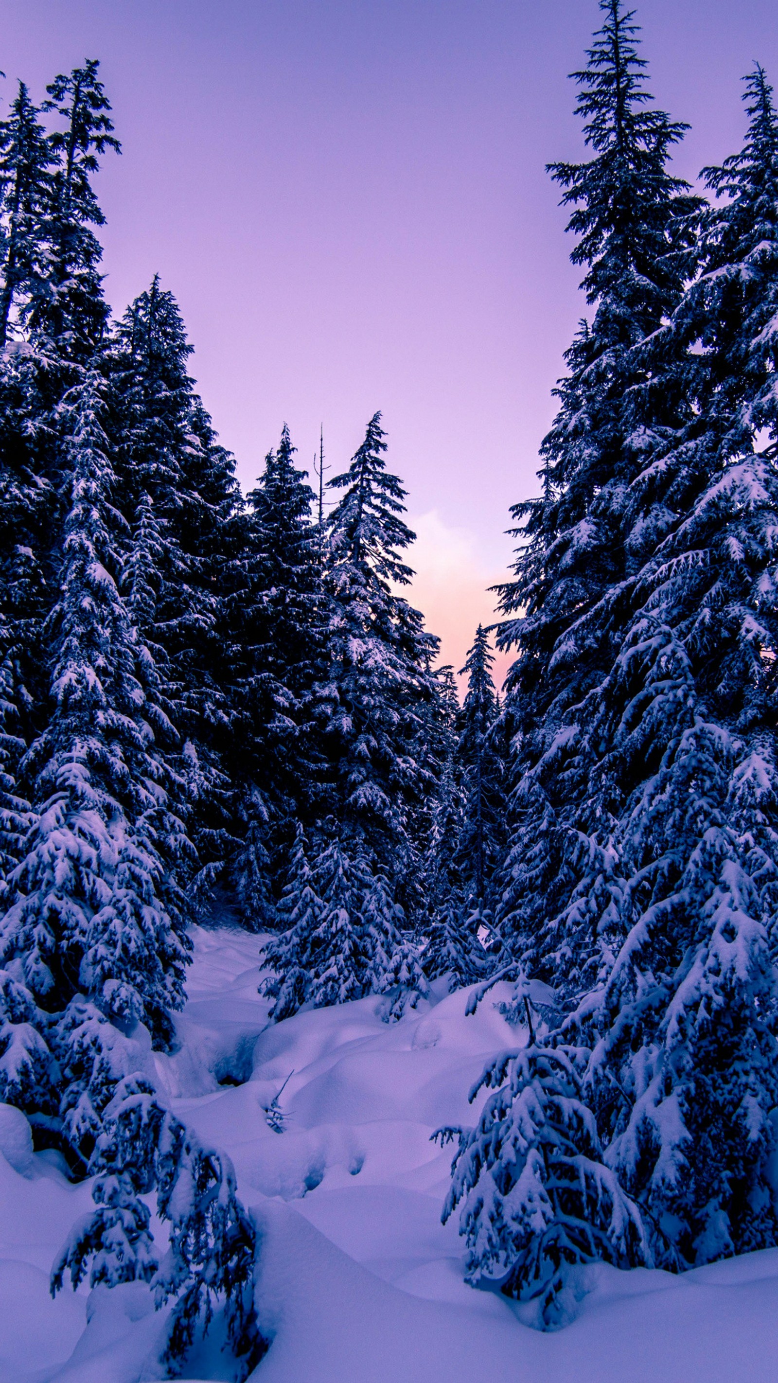 forest, winter wallpaper