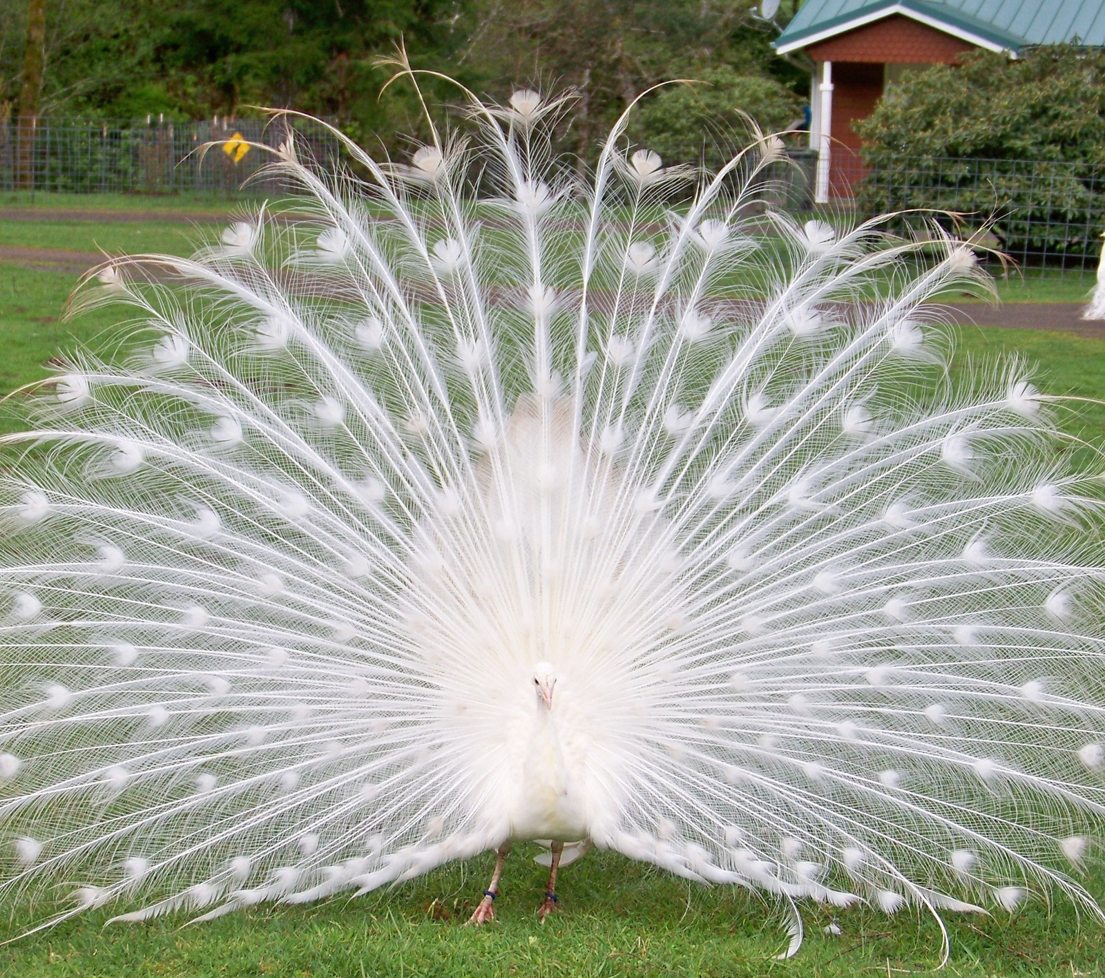 Une girafe avec des plumes blanches se tenant dans un champ d'herbe (paon, blanc)