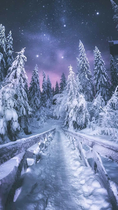 forest, nature, night, path, snow