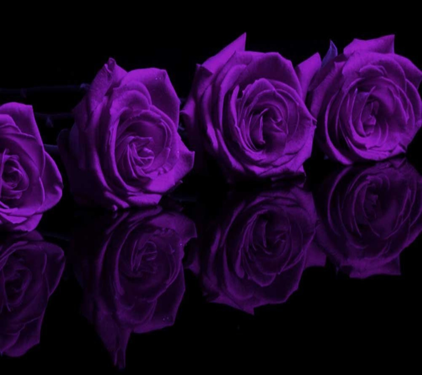 Purple roses are arranged in a row on a black surface (background, beauty, dark, good, lovely)