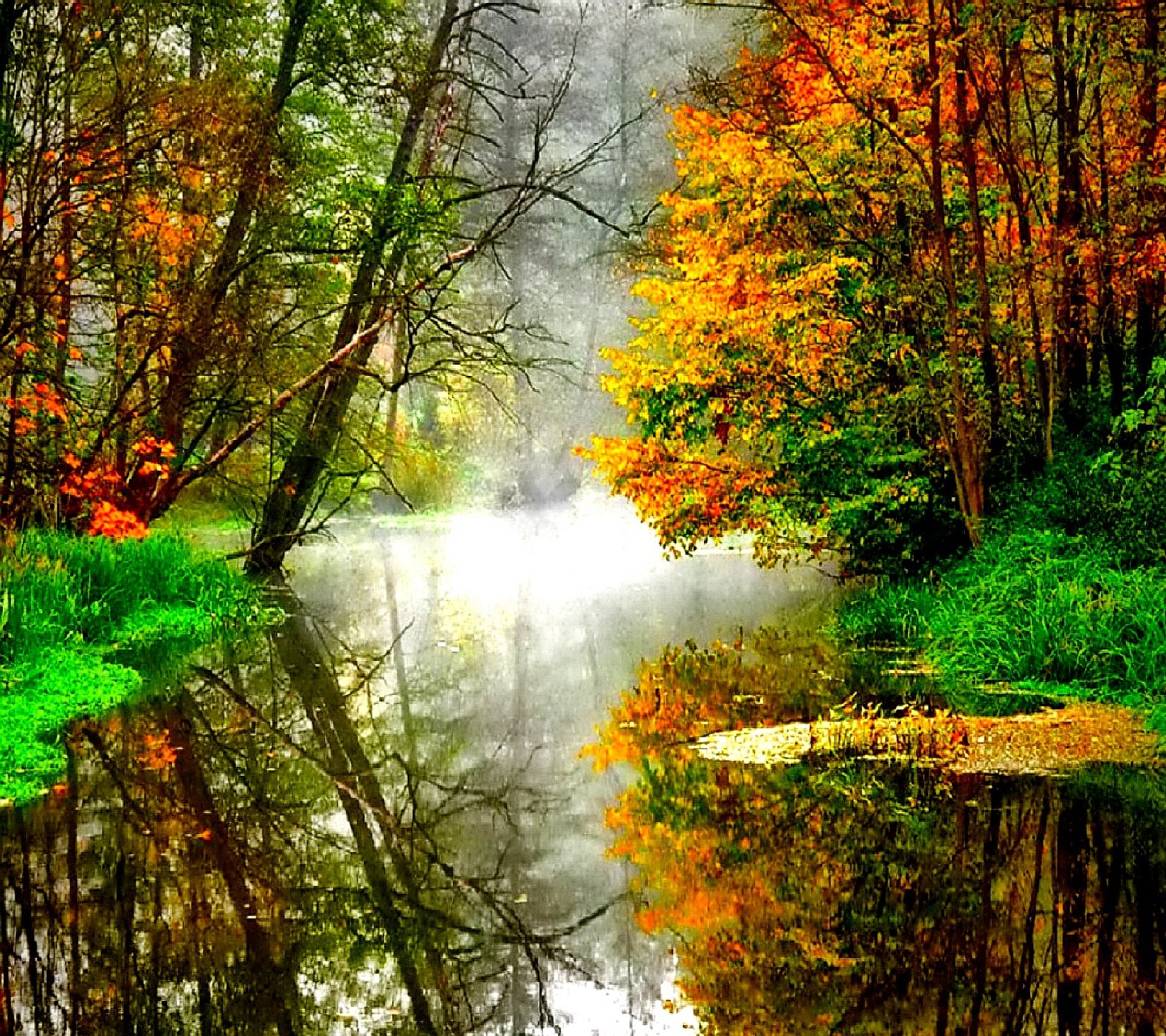 Trees are reflected in the water of a stream in a forest (nature)