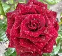 Rosa roja vibrante con gotas de rocío