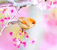 A small brown bird perched among delicate pink flowers on a tree branch.