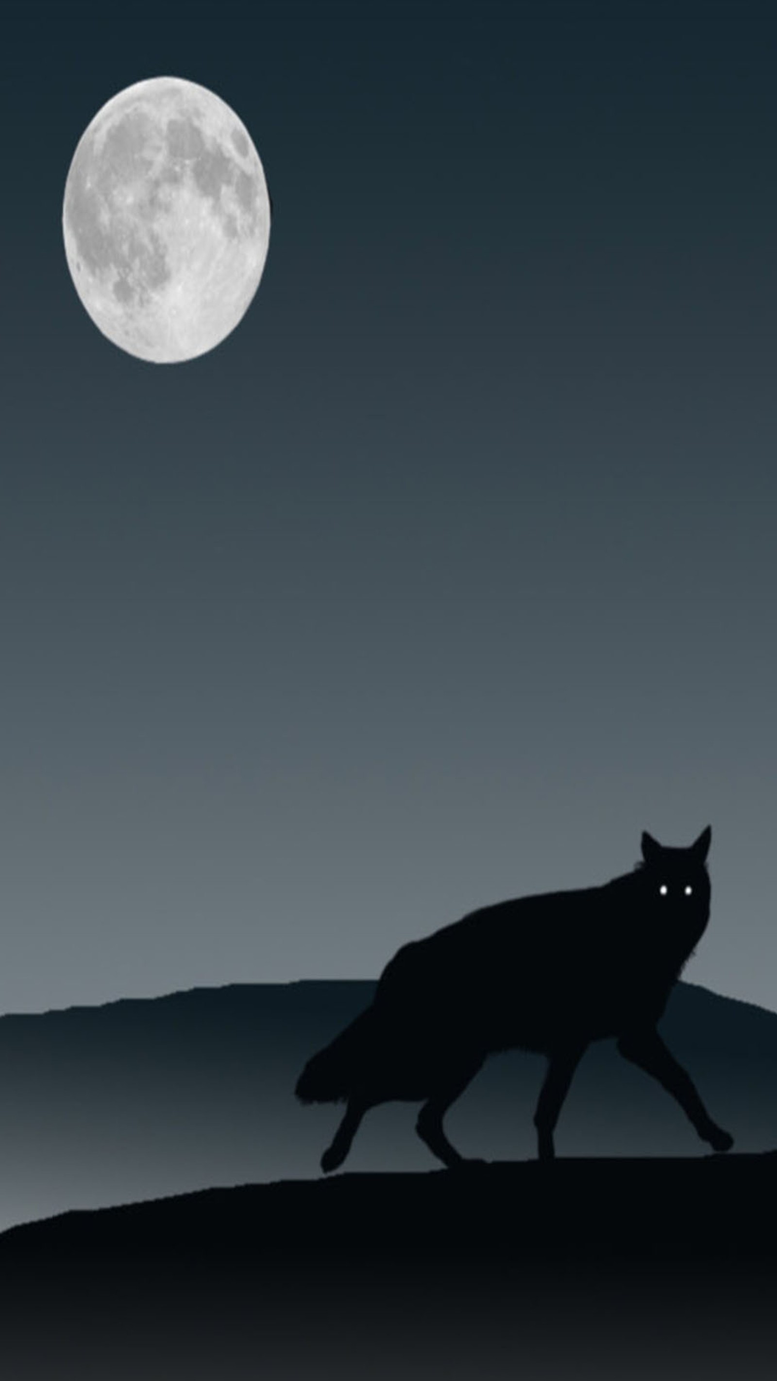 Há um gato preto andando por uma colina à noite (noite, lobo)