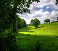 grün, land, olbaidhun