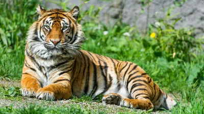 tiger, tiere