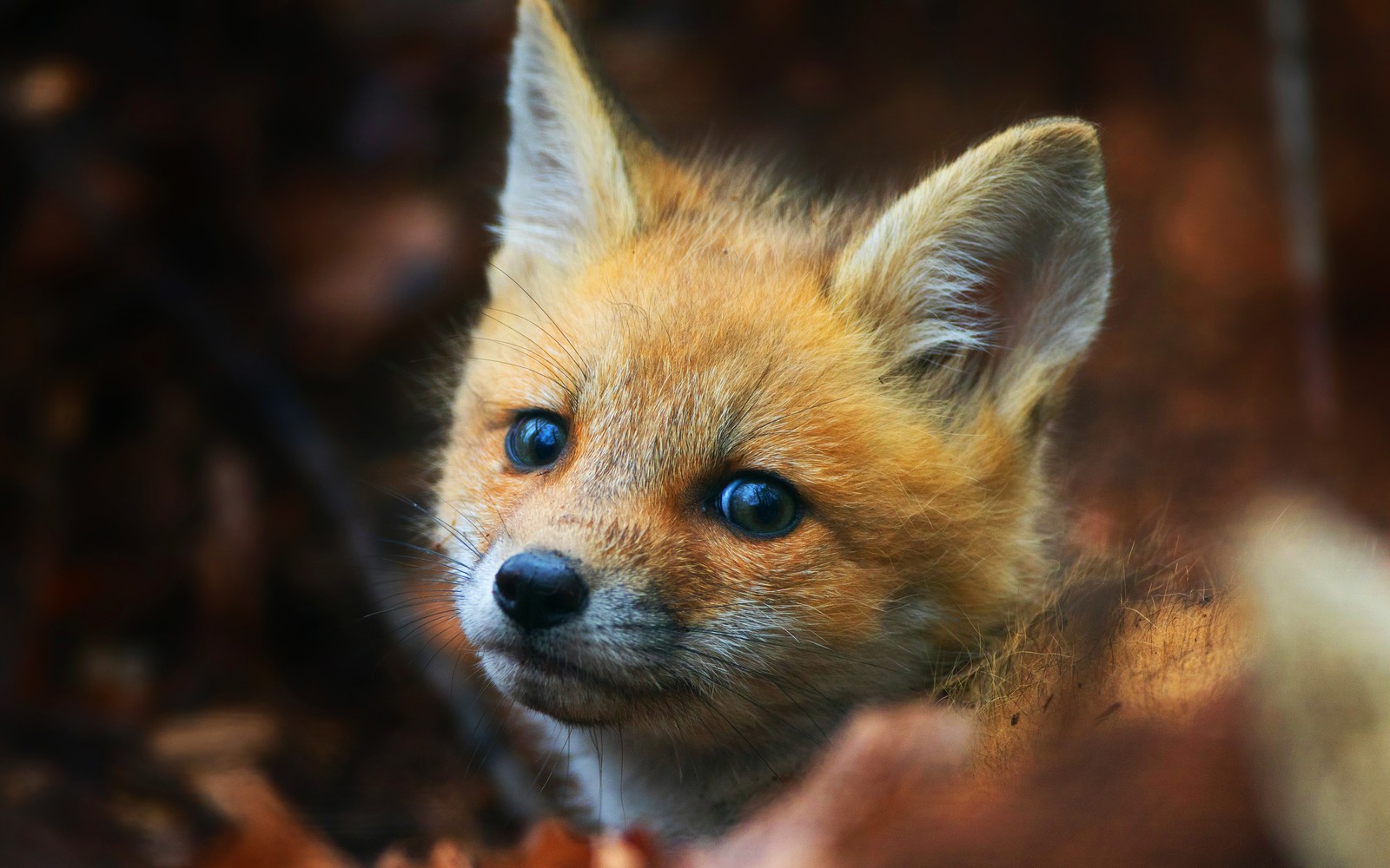 Скачать обои лиса, милота, рысь, canidae, дикая природа