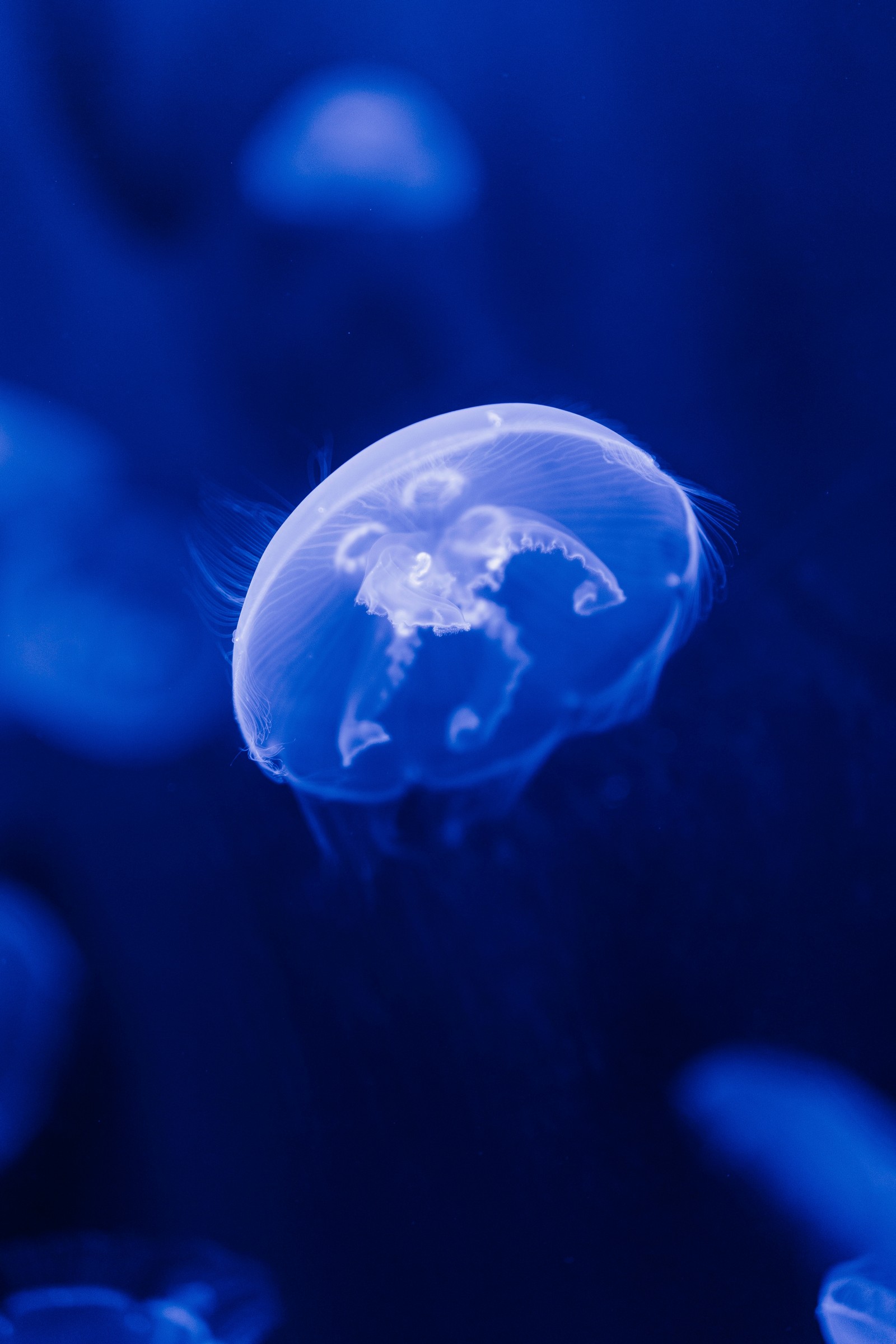 Medusas flotando en un acuario azul con un fondo azul (medusa, azul, agua, cnidarios, azul eléctrico)