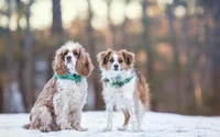 Two playful dogs, a spaniel and a beagle mix, sit together in the snow, showcasing their adorable fur and companionship.